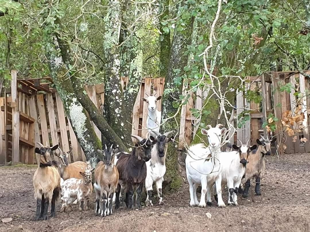 Gites San Austinu Petreto-Bicchisano Εξωτερικό φωτογραφία